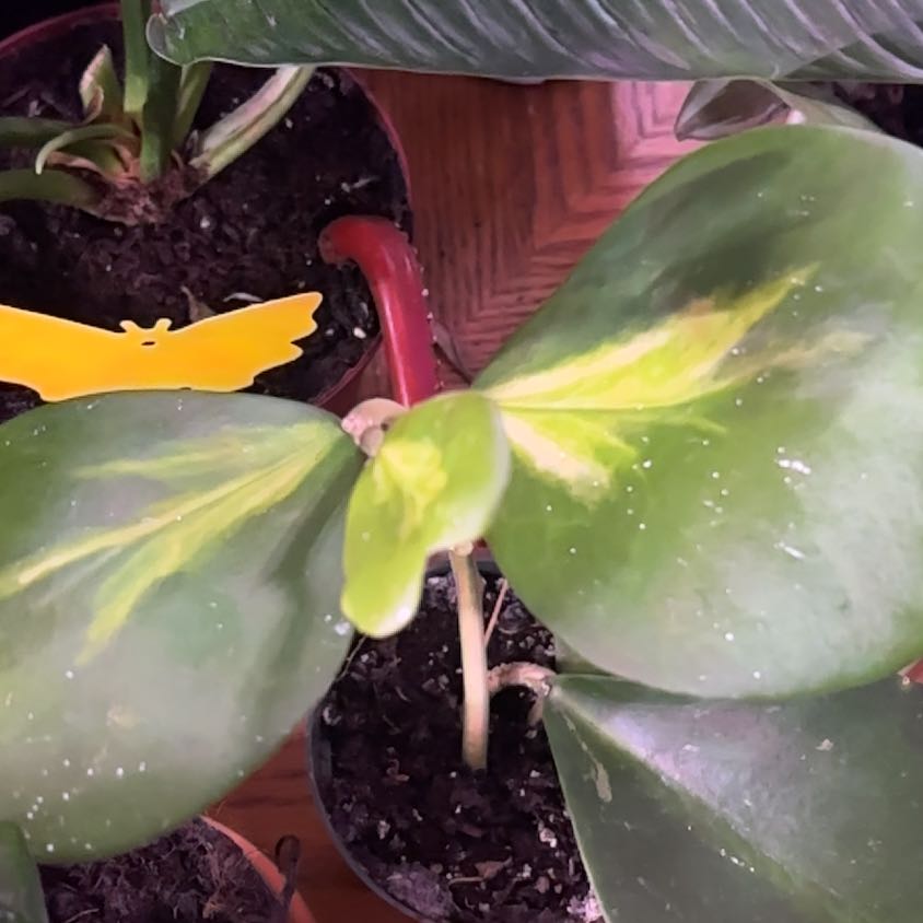 Photo of the plant species Hoya Kerrii Heart 'Flame' by @Hufflepuff named Baesil on Greg, the plant care app