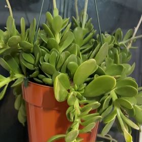 Photo of the plant species Jade Succulant by @Hufflepuff named Sanders on Greg, the plant care app