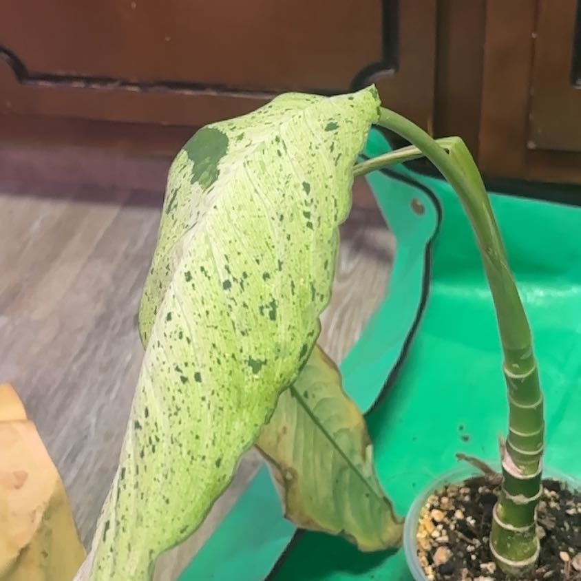 Photo of the plant species Dumb Cane by @Hufflepuff named Elina on Greg, the plant care app
