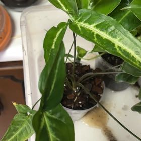 Photo of the plant species Red Arrow Singonium by @Hufflepuff named Sir Plancelot on Greg, the plant care app