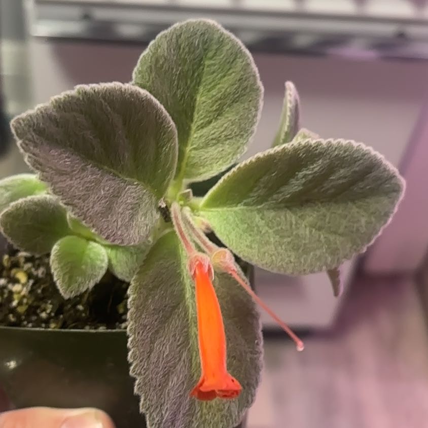 Photo of the plant species Sinningia by @Hufflepuff named Einstein on Greg, the plant care app