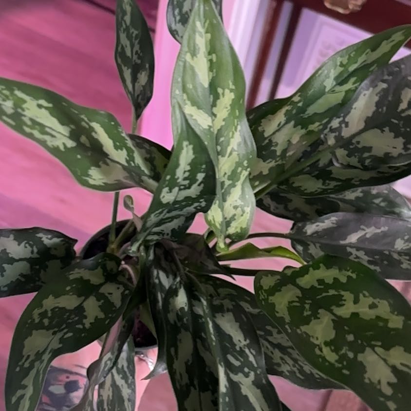 Photo of the plant species Aglaonema 'Tigress' by @Hufflepuff named Luna on Greg, the plant care app