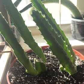 Photo of the plant species Purple Starfish cactus by @Hufflepuff named Apollo on Greg, the plant care app