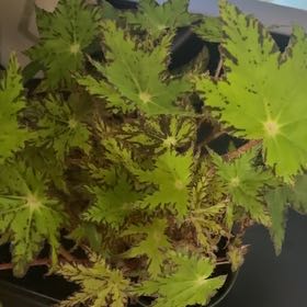 Photo of the plant species Maple leaf begonia by @Hufflepuff named Planty on Greg, the plant care app