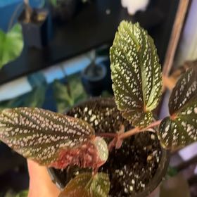 Photo of the plant species Begonia 'Pink Spot' by @Hufflepuff named Gomez on Greg, the plant care app