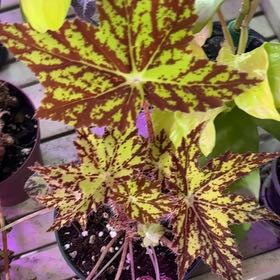Photo of the plant species Maple leaf begonia by @Hufflepuff named Sonora on Greg, the plant care app