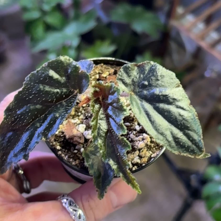 Photo of the plant species Begonia Ginny by @Hufflepuff named Marley on Greg, the plant care app