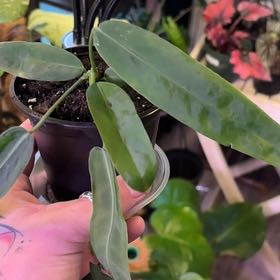 Photo of the plant species Palidiforum by @Hufflepuff named Khaleesi on Greg, the plant care app