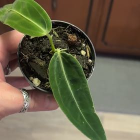 Photo of the plant species Anthurium warocqueanum by @Hufflepuff named Remington on Greg, the plant care app