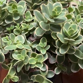 Photo of the plant species Sedum Lime Twister by @TopGuasca9 named Michelle Branch on Greg, the plant care app