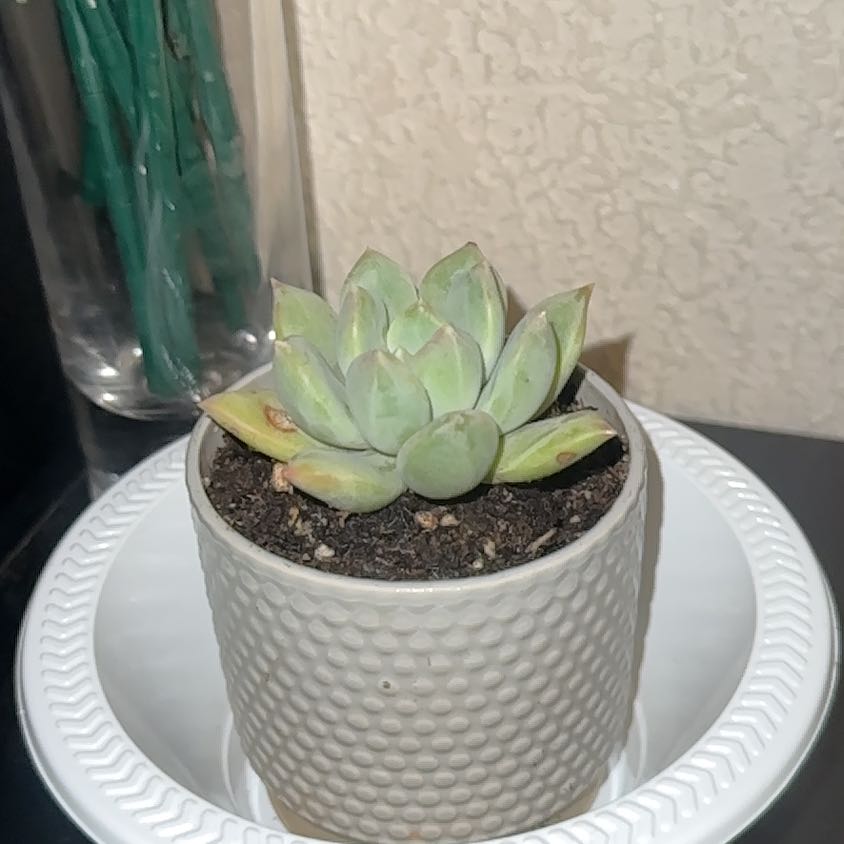 Photo of the plant species Pachyphytum aquamarine? by @ArtisanAlbo10 named sage on Greg, the plant care app