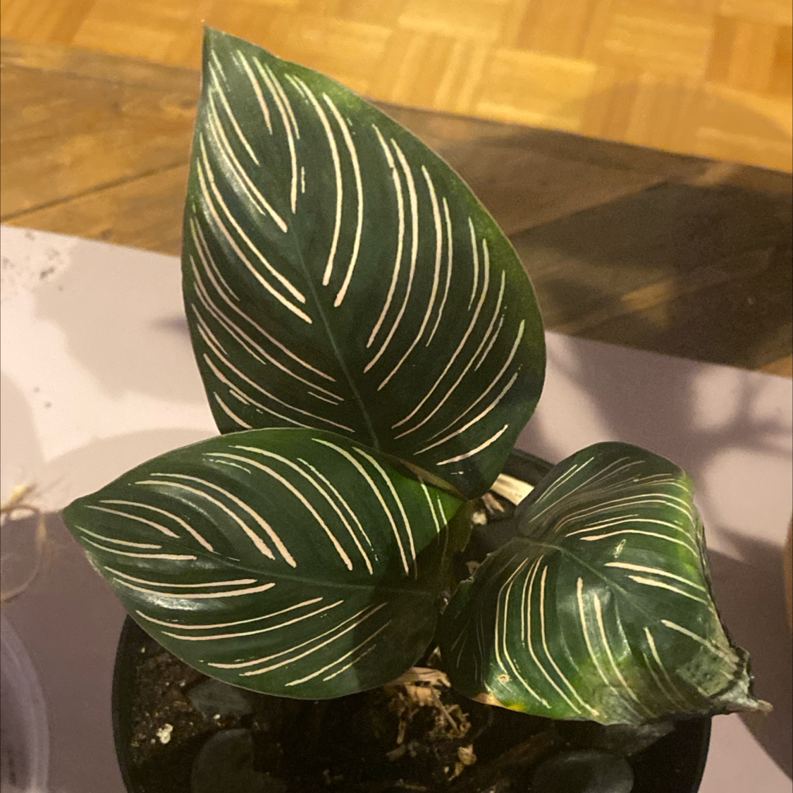 Photo of the plant species calathea ornata by @FitAvocado2 named Michelle Branch on Greg, the plant care app