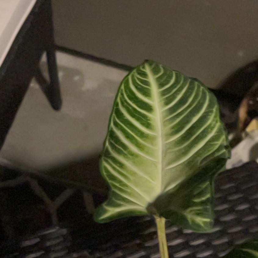 Photo of the plant species Caladium lindenii 'Magnificum' by @PopularRedcap68 named Harper on Greg, the plant care app