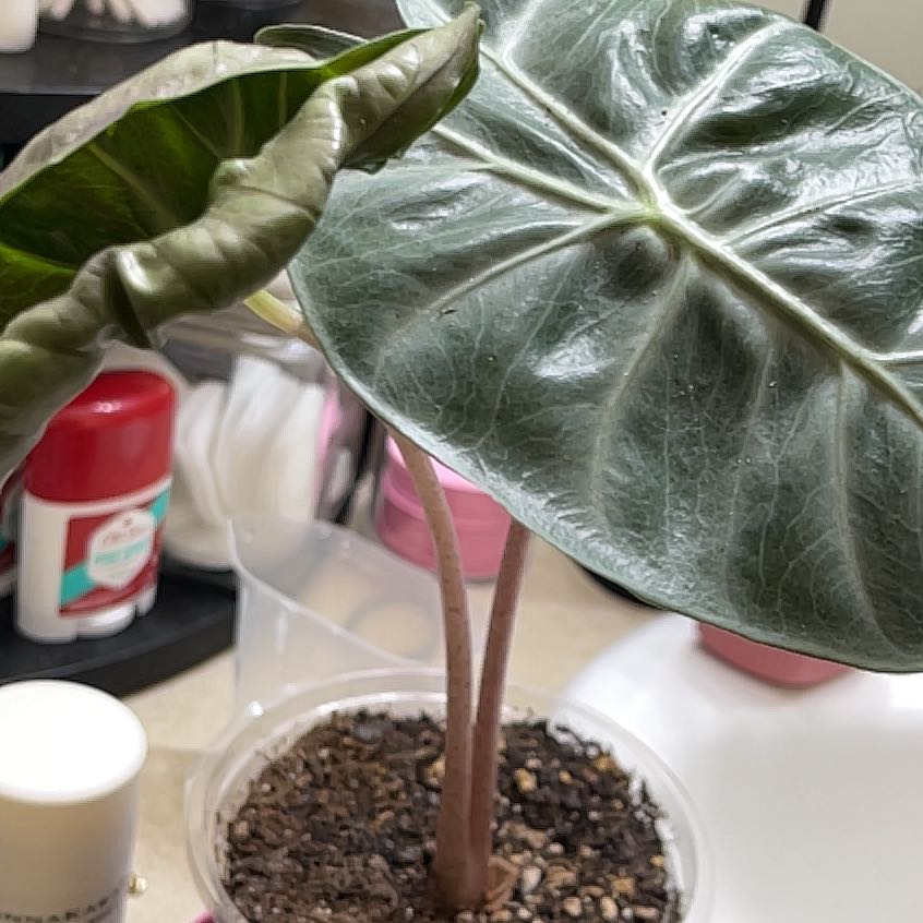 Plant care for Amaryllis on Greg, the plant care app