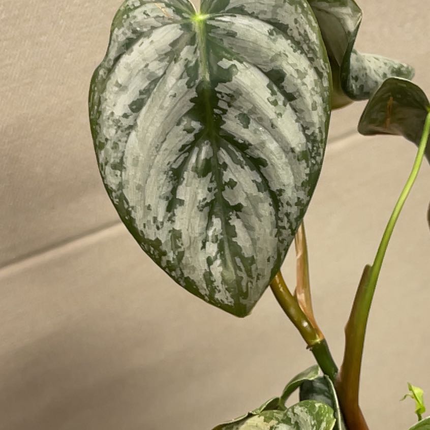 Photo of the plant species Philodendron Brantianum by @PopularRedcap68 named Mollie on Greg, the plant care app