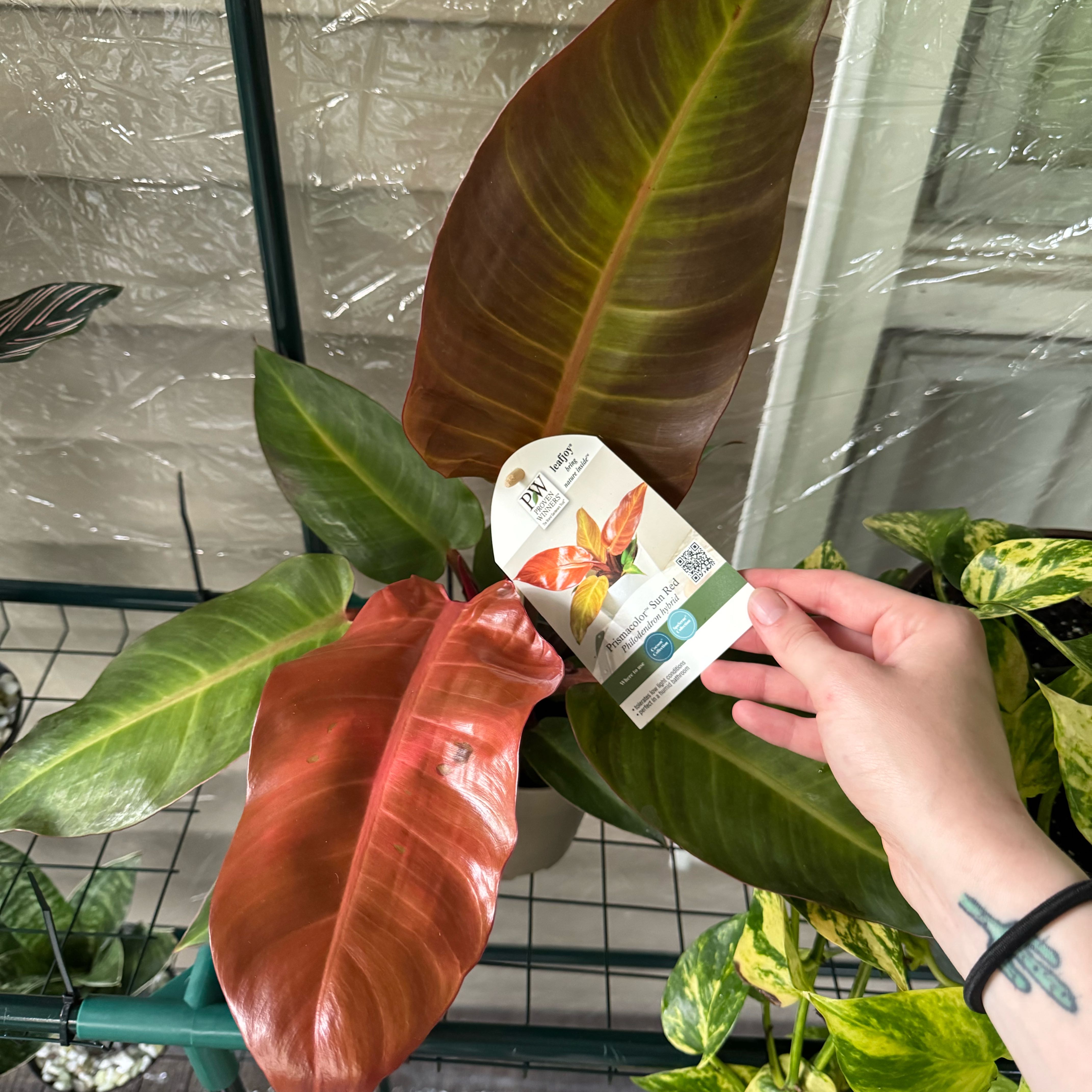 Photo of the plant species Philodendron 'Prismacolor™ Sun Red' by @HipRedpine89 named Orwell on Greg, the plant care app