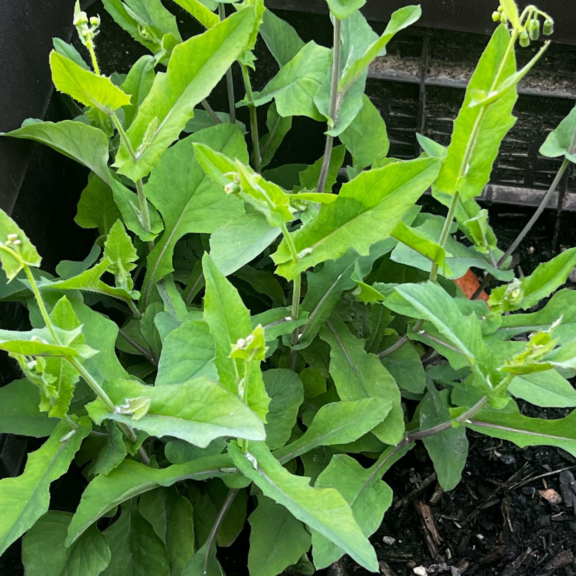 Photo of the plant species Corn Bind by @GoodyRustyfig13 named Clooney on Greg, the plant care app