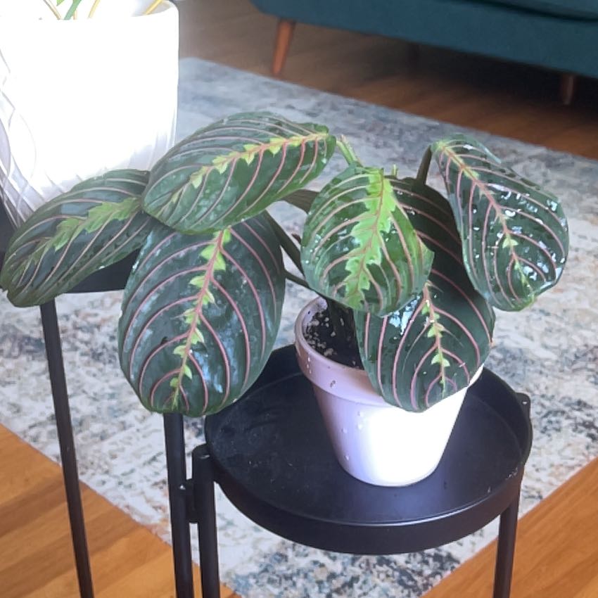 Photo of the plant species Red prayer plant by @RadWateroak86 named Elle on Greg, the plant care app
