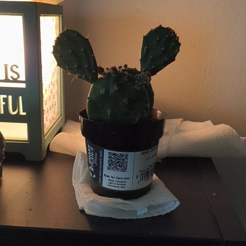 Photo of the plant species Opuntia quitensis 'Johnson's Hybrid' by @SlickOricad47 named Sol on Greg, the plant care app