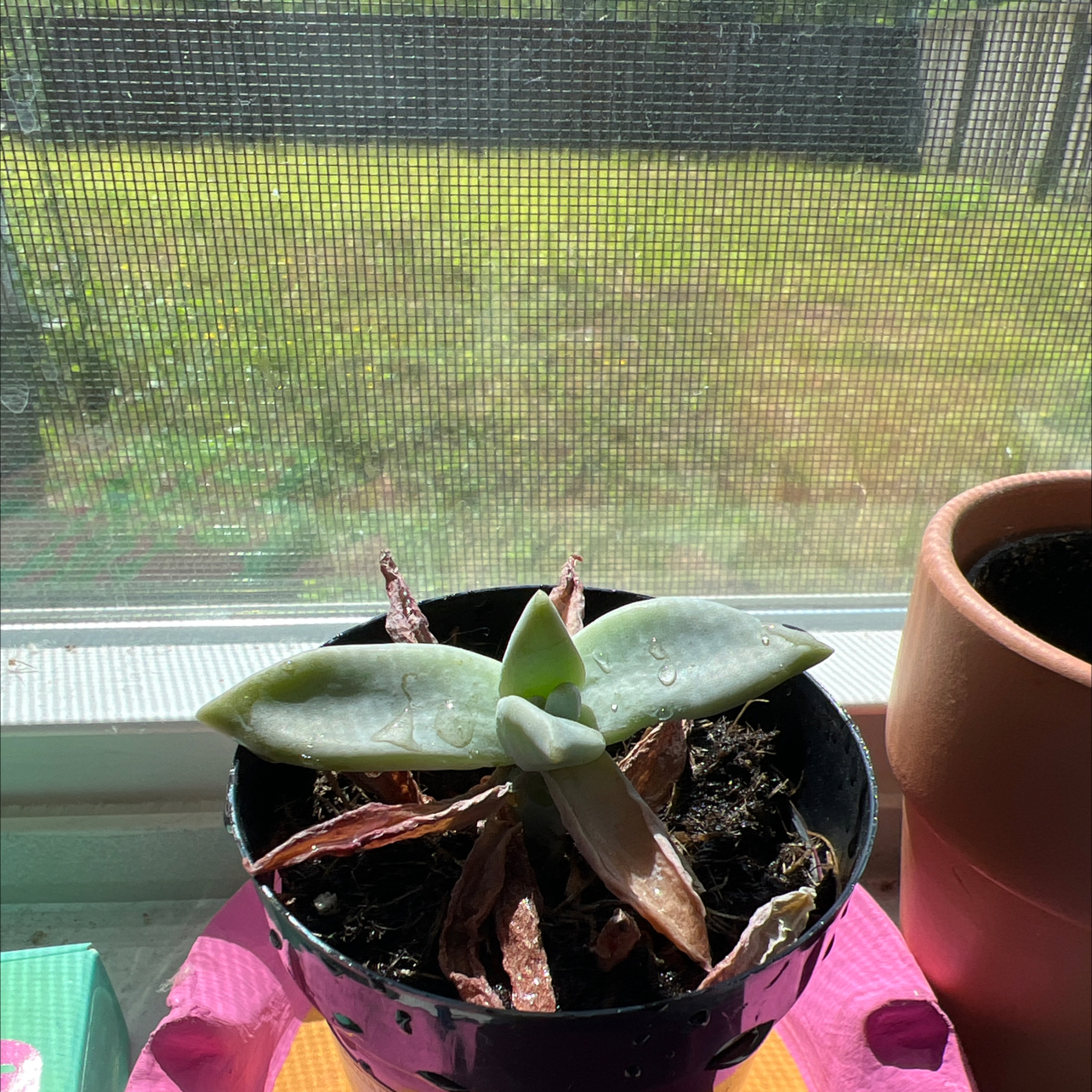 Photo of the plant species Peach by @HotCalathea24 named Hemingway on Greg, the plant care app