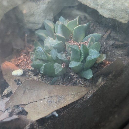 Photo of the plant species Fossil Cactus by @hiltonhead named Sproutacus on Greg, the plant care app