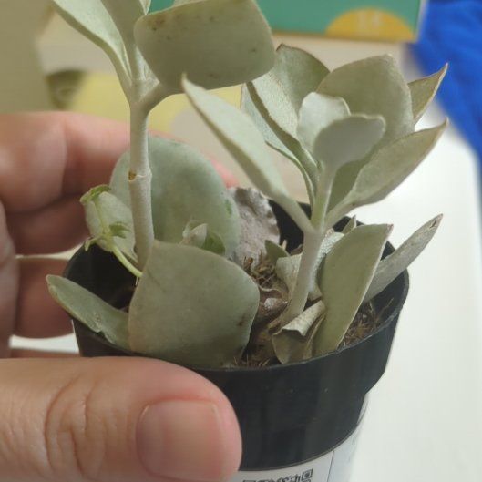 Photo of the plant species Silver Teaspoons by @NewImpatiens64 named Marley on Greg, the plant care app