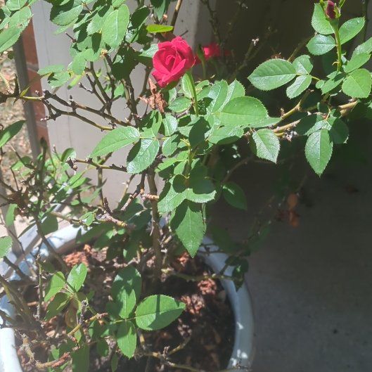 Photo of the plant species Floribunda Rose by @NewImpatiens64 named Dolores on Greg, the plant care app