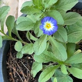 Photo of the plant species Dwarf Morning-Glory by @FitBogbean30 named Stella on Greg, the plant care app