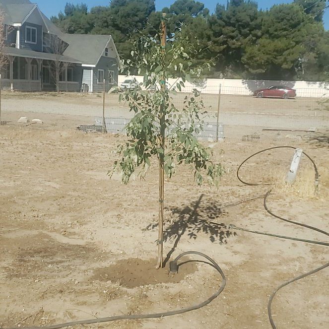 Photo of the plant species Southern Blue Gum by @RadCobnut71 named McKinley on Greg, the plant care app
