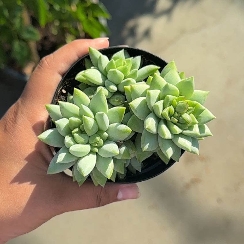 Photo of the plant species SEDEVERIA PERIDOT P by @WillTutu0 named Queen on Greg, the plant care app