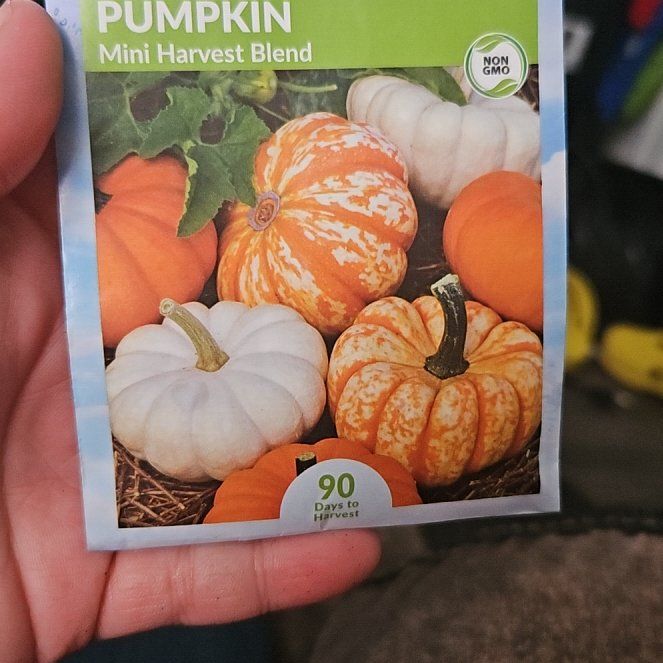 Photo of the plant species White Mini Pumpkins by @SugarLuscious11 named Clooney on Greg, the plant care app