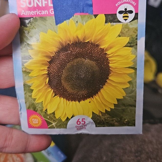 Photo of the plant species American Giant Sunflower by @SugarLuscious11 named Fernie Saunders on Greg, the plant care app