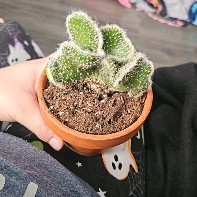 Photo of the plant species Snow Ridge by @SugarLuscious11 named Harmony on Greg, the plant care app