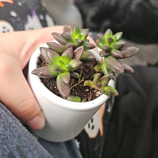 Photo of the plant species Jet Beads by @SugarLuscious11 named Harper on Greg, the plant care app