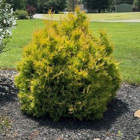 Photo of the plant species Common Sunshine Conebush by @StockyRedsage33 named Osmo on Greg, the plant care app