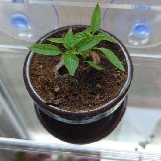 Photo of the plant species Sangria Pepper by @WizardBeeorchid named Perry on Greg, the plant care app