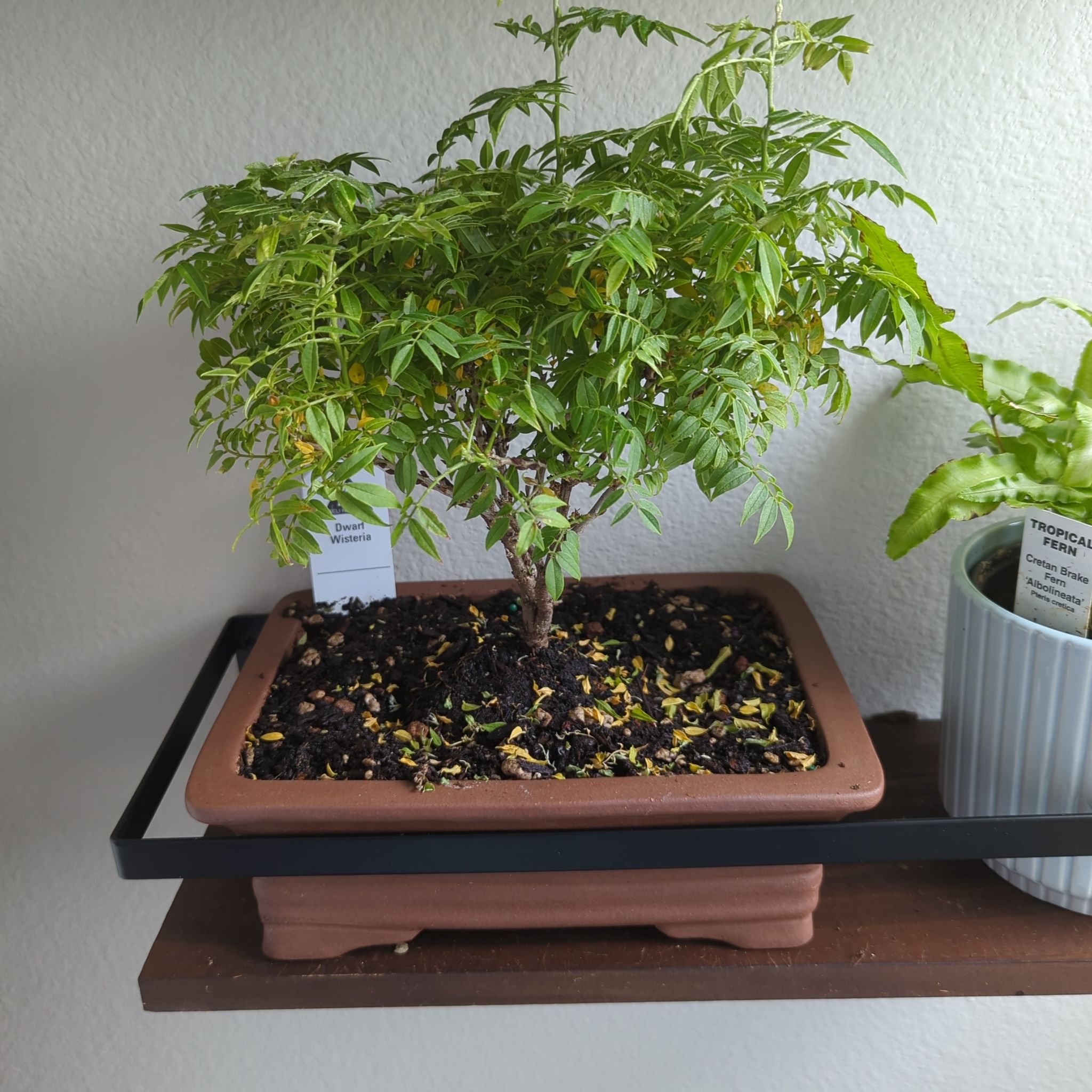 Photo of the plant species Dwarf Wisteria by @WizardBeeorchid named Wynne on Greg, the plant care app