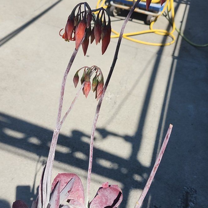 Photo of the plant species Cotyledon Passions Heart by @FitGreen38 named Forrest on Greg, the plant care app