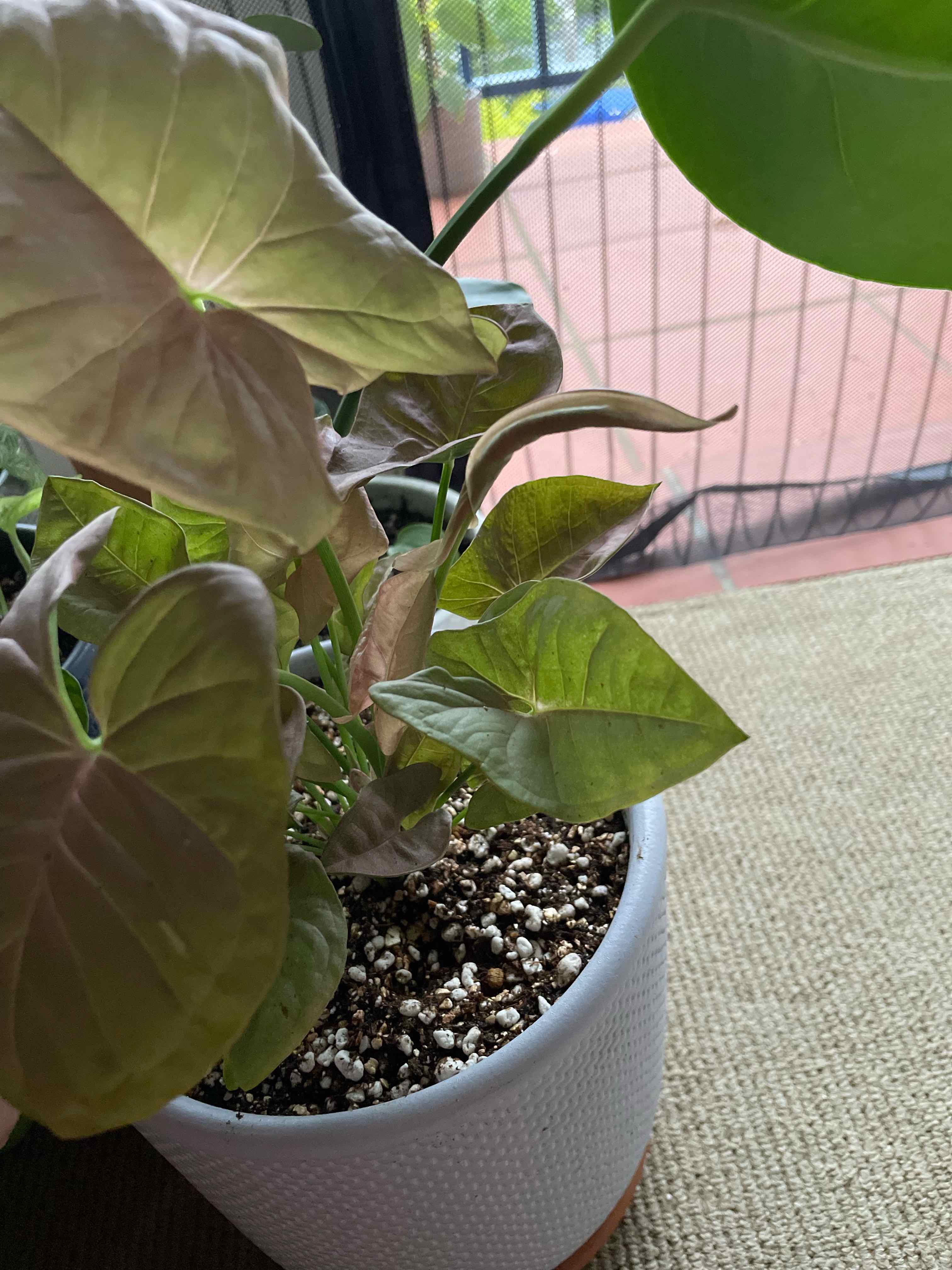 Syngonium 'Pink Spot' plant in a white pot with some leaf discoloration and visible soil.