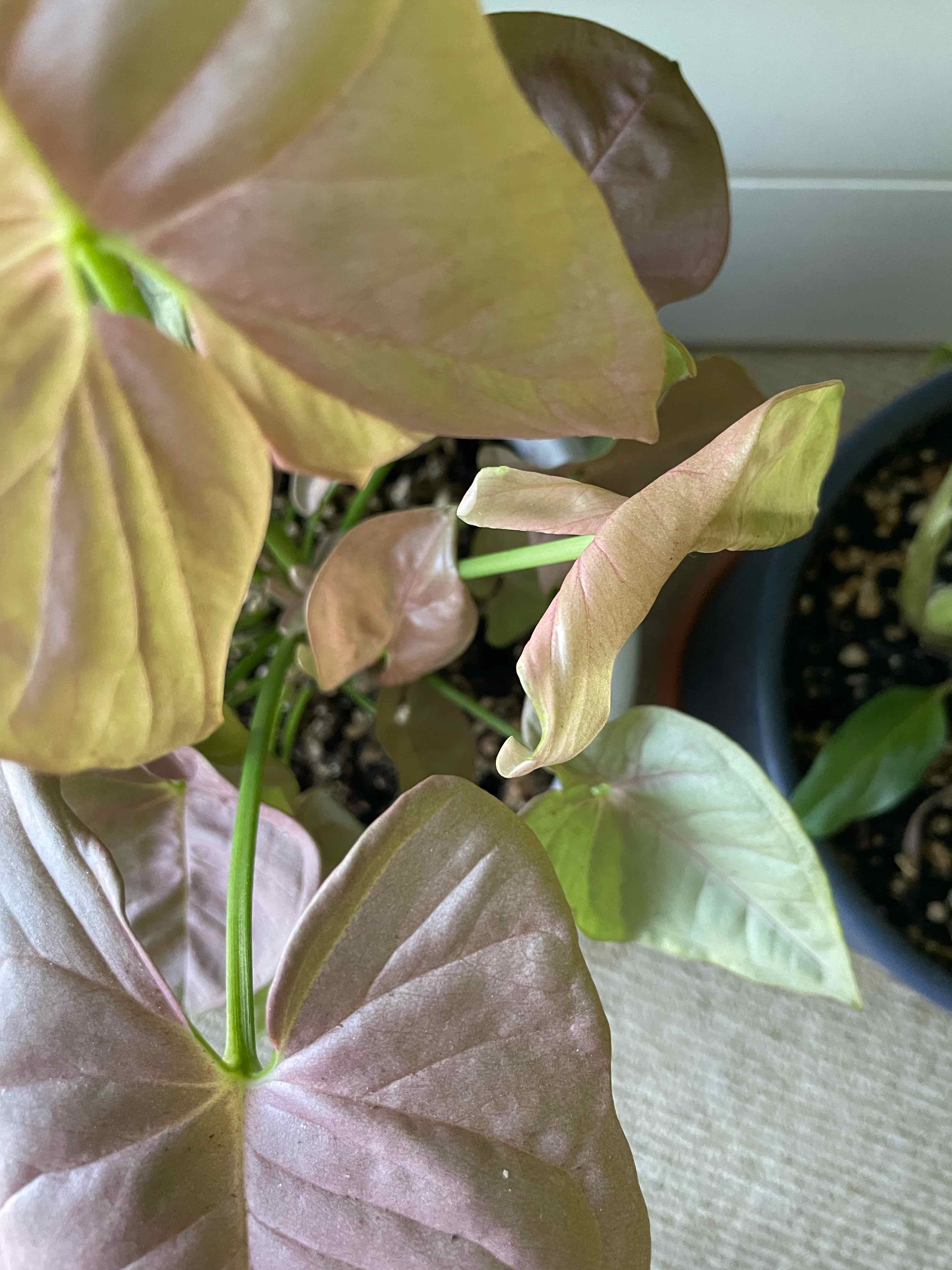 Syngonium 'Pink Spot' plant with pink and green leaves, soil visible, well-framed and in focus.