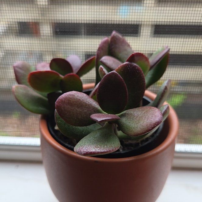 Photo of the plant species Akai Jade by @windoplantman97 named Achilles on Greg, the plant care app
