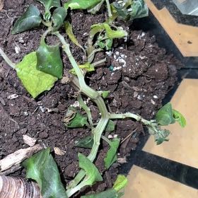 Photo of the plant species Impatiens by @ConnectedTipa29 named ChloroPhil on Greg, the plant care app