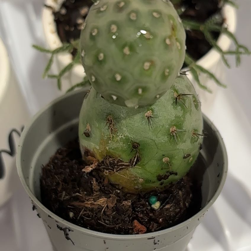Photo of the plant species Tephrocactus 'Album' by @SubtleAlbo67 named Pax on Greg, the plant care app