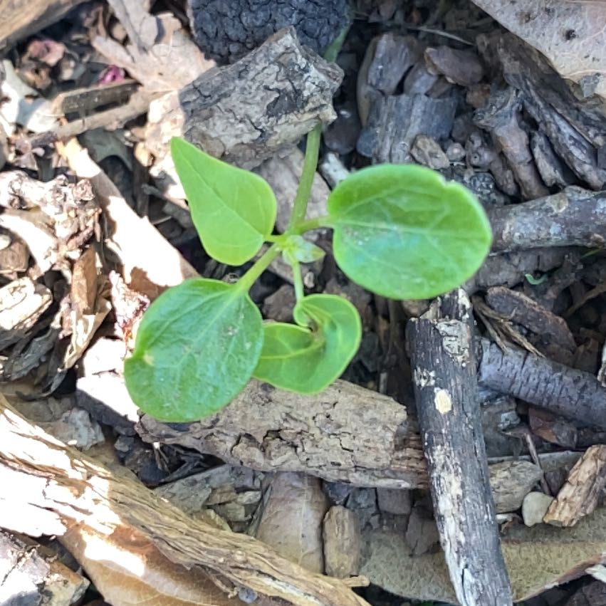 Photo of the plant species Canada Mayflower by @TiptopDill named Remington on Greg, the plant care app