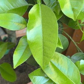 Photo of the plant species Oroblanco by @VipLancewood16 named Oroblanco Grapefruit on Greg, the plant care app