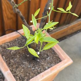 Photo of the plant species Mandarin orange by @VipLancewood16 named Mandarin Orange on Greg, the plant care app