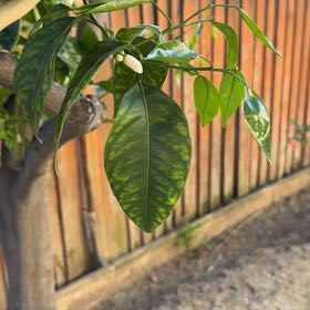 Photo of the plant species Makrut Lime by @VipLancewood16 named Makrut Kafir Lime on Greg, the plant care app
