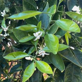 Photo of the plant species Minneola Tangelo by @VipLancewood16 named Tangelo on Greg, the plant care app