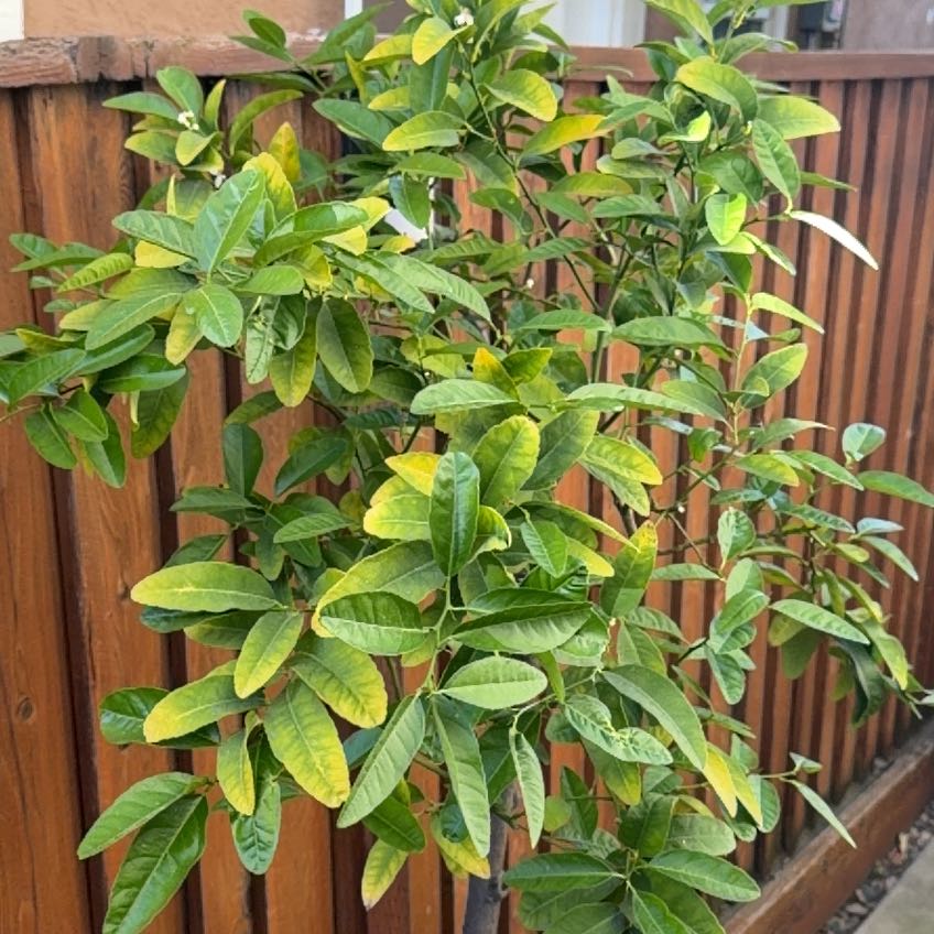 Photo of the plant species Mexican Key Lime Tree by @VipLancewood16 named Mexican Key Lime on Greg, the plant care app