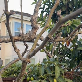 Photo of the plant species Asian Pear 'Eiko' by @VipLancewood16 named Asian Pear on Greg, the plant care app